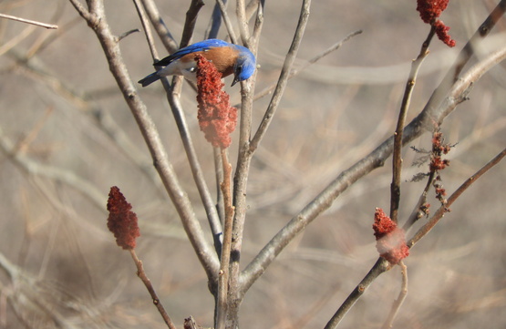 A Blue Bird eating Staghorn Sumac