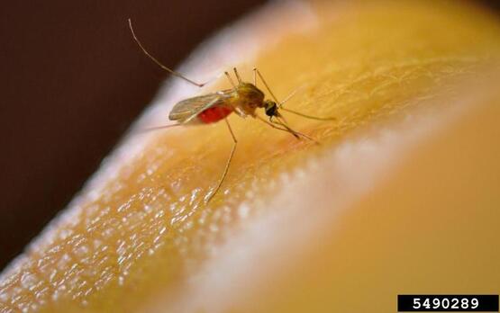 Northern House Mosquito, Culex pipiens