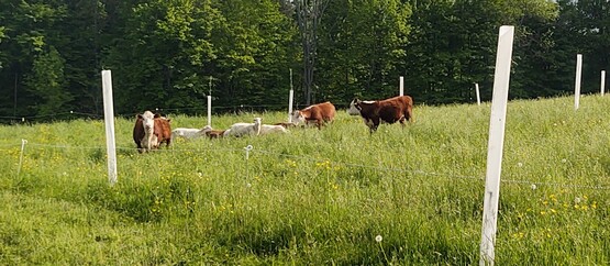 silvopasture co-grazing sheep and cattle