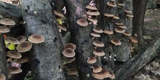 shitake mushroom logs