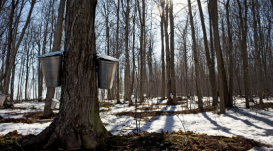 maple sugaring sap 