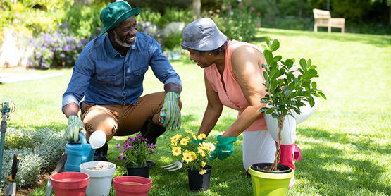 Mature African-American couple gardening, 