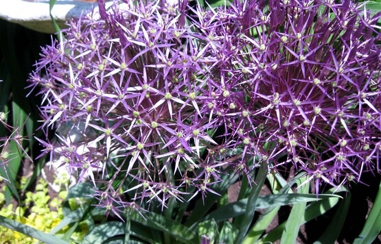 Allium