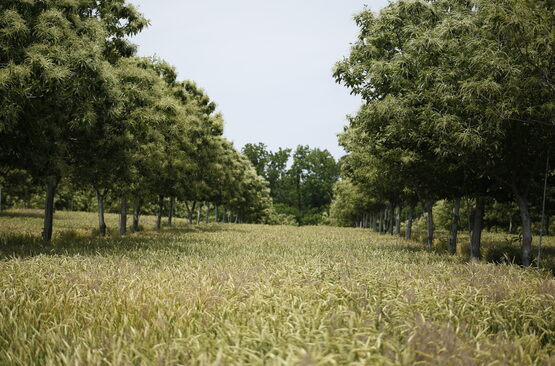 Chinese chestnut and winter wheat alley cropping system at Cedar Hills Farm in Mid-Missouri.