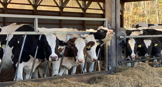 Walterna Holstein LLC 