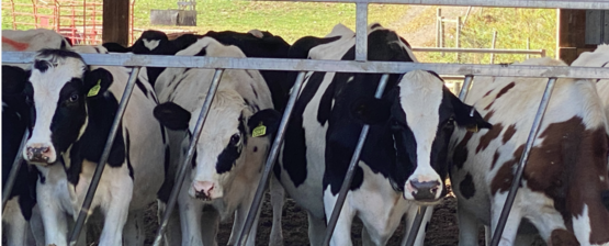 Walterna Holsteins LLC 