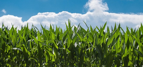 Cornfield