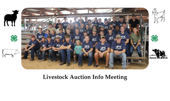 auction info mtg