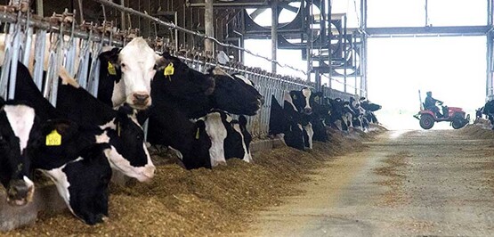 Feeding time in the free stall heifer barns at Brubaker Farms, which is both a diary and green energy producer in Mount Joy, PA on March 19, 2011.