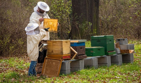 Beekeeping