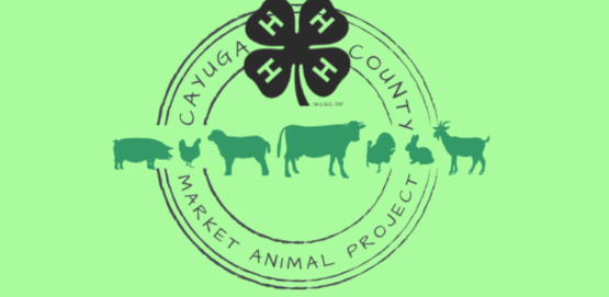 Market Livestock Logo