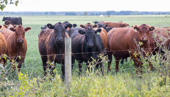 beef cattle