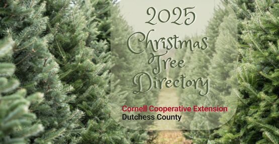 2025 Christmas tree list header