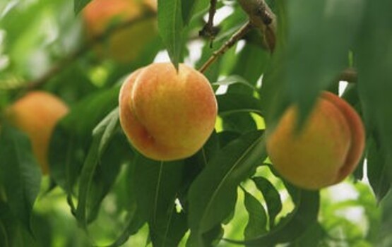 peach tree