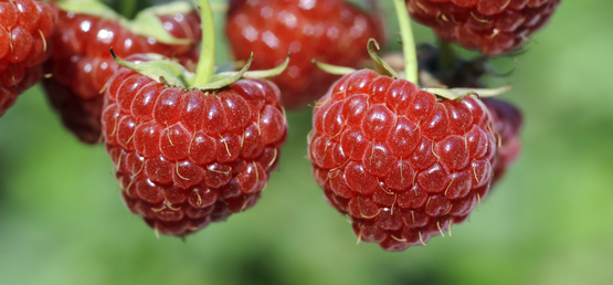 Raspberries