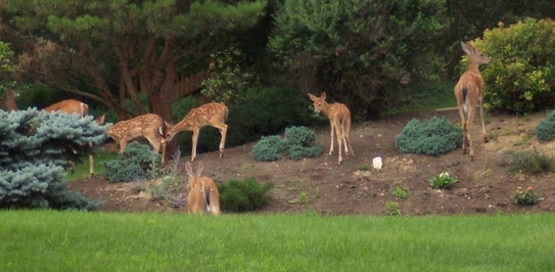 Gardening with Deer