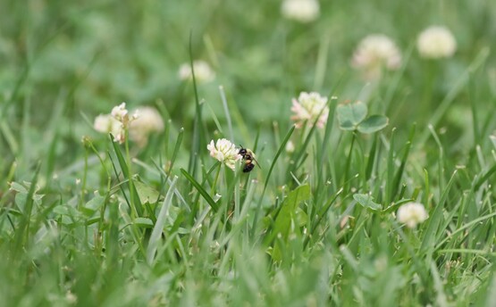 white clover is great for pollinators