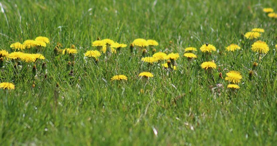 dandelion love them or hate them