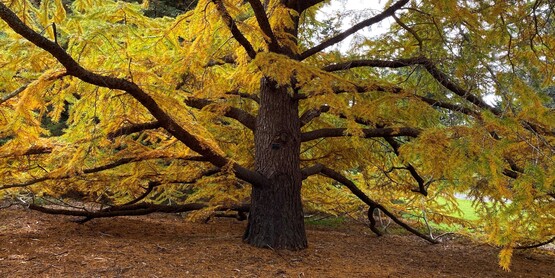 Fall color of Golden Larix