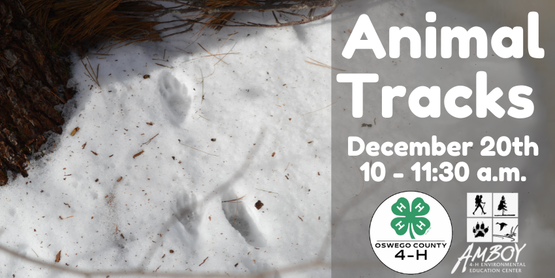 Animal Tracks