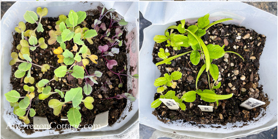 master gardeners, winter seed sowing