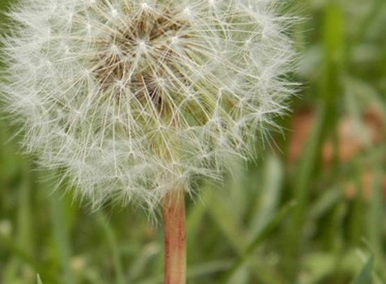 Dandelion