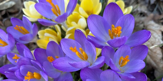 Early flowering species crocus.