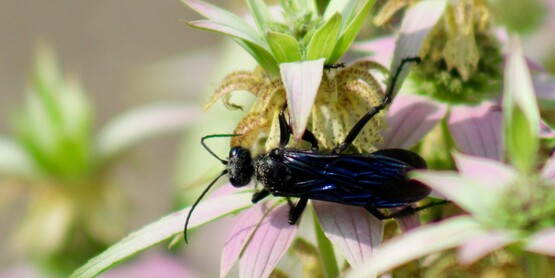 Native spotted bee balm attracts pollinators.