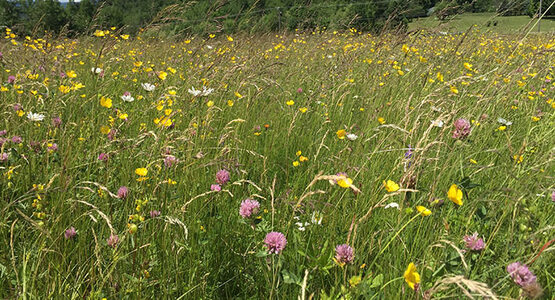 How to Design a Meadow in Your Yard