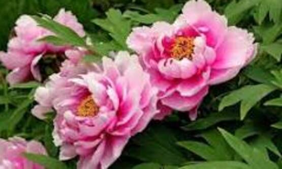 Peonies in the Garden