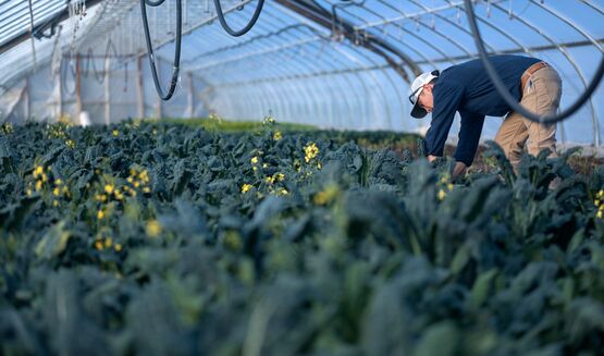 Photo of a professional greenhouse filled with plants. 