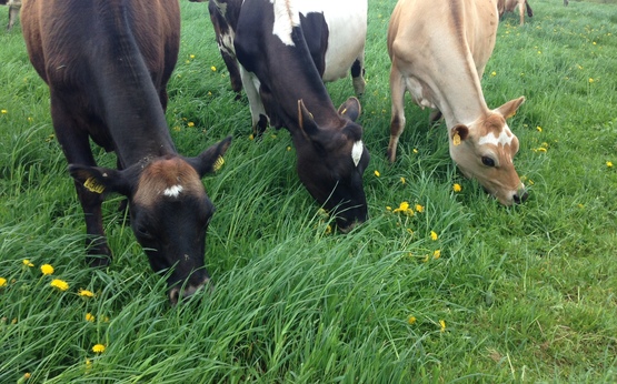 Dairy cows graze on a fresh paddock at Murphy’s Grass Farm.