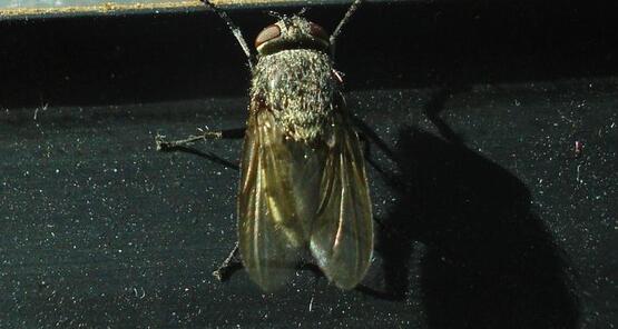 Adult cluster fly 
Pollenia rudis
Genus: Pollenia
Family: Calliphoridae
Order: Diptera
Class: Hexapoda (including Insecta)
