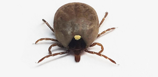 engorged lone star tick adult