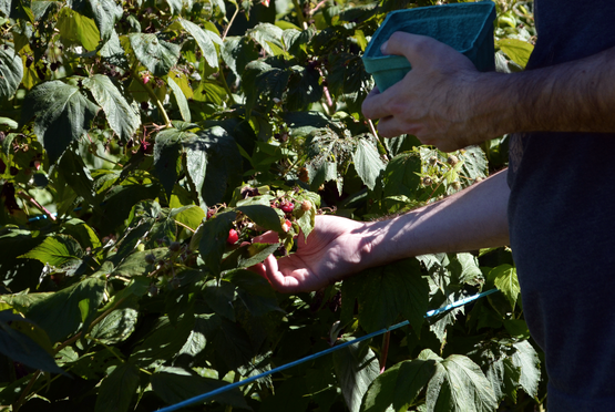 Raspberry Picking Farm Tour Weekend - Apples and Moore Orchard