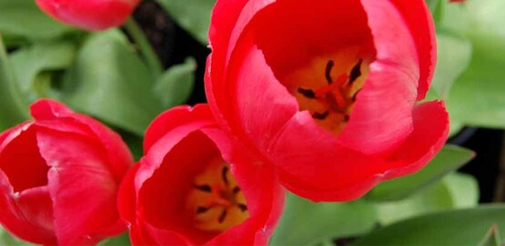 tulips, from the CCE Seneca Facebook page