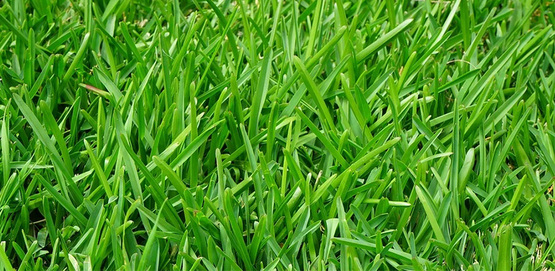 closeup of rich, green grass in a lawn