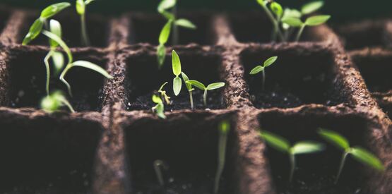 sprouts growing indoors