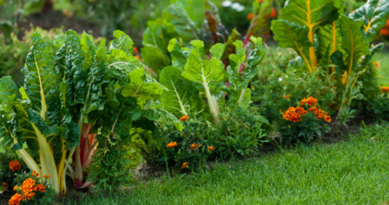 vegetable and flower garden mixed