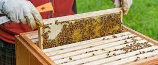 Bee Keeping