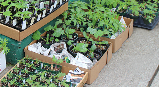 Vegetable seedlings donated by Robin Bem for the seed distribution event
