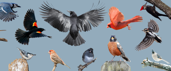 Photo of birds that winter in New York