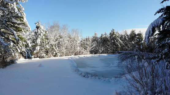Forest covered with snow.