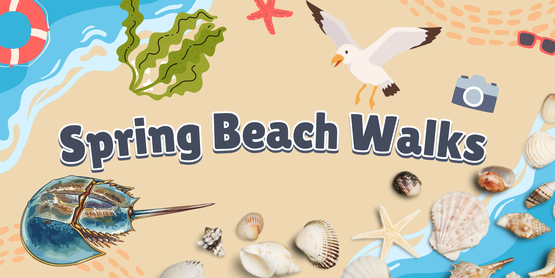 spring beach walks semc