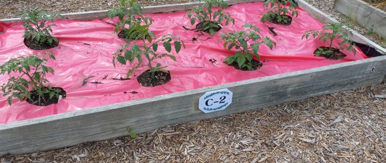 Growing in raised beds