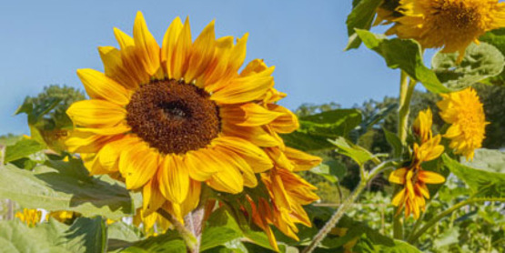 sunflowers