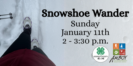 Snowshoe Wander