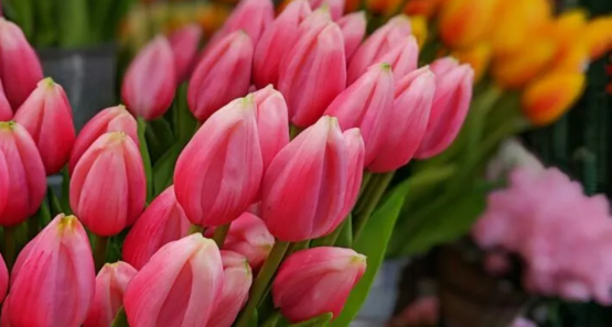 Cut Flowers Webinar Series Graphic