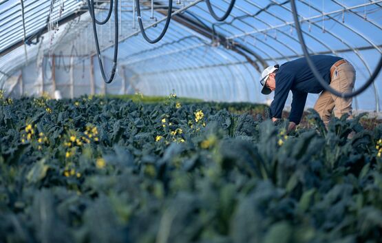 Photo of a professional greenhouse filled with plants. 