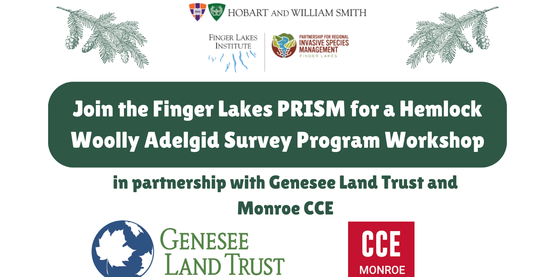 woolly hemlock flyer